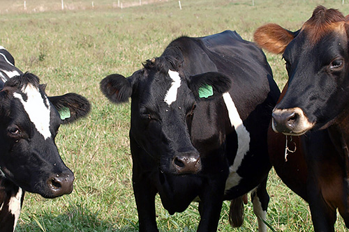 Cows in milking stantions